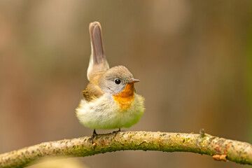 Muchołówka mała (Ficedula parva)  © Grzegorz