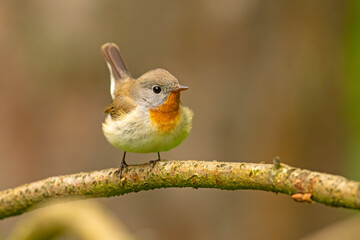 Muchołówka mała (Ficedula parva)  © Grzegorz