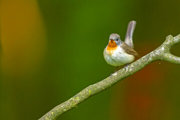 Muchołówka mała (Ficedula parva) © Grzegorz