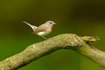 Muchołówka mała (Ficedula parva) © Grzegorz