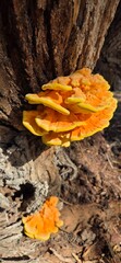 Hongo comestible (Laetiporus sulphureus) , llamado el pollo del bosque , es una especie de hongo con cuerpos fruct&iacute;feros que crecen en forma de repisas superpuestas de color amarillo a naranja.