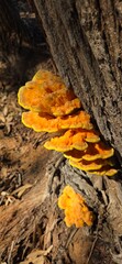 Hongo comestible (Laetiporus sulphureus) , llamado el pollo del bosque , es una especie de hongo con cuerpos fruct&iacute;feros que crecen en forma de repisas superpuestas de color amarillo a naranja.