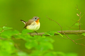 Muchołówka mała (Ficedula parva) © Grzegorz