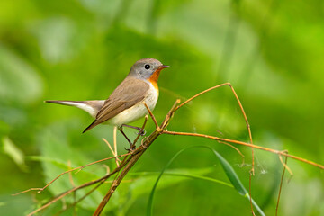 Muchołówka mała (Ficedula parva) © Grzegorz