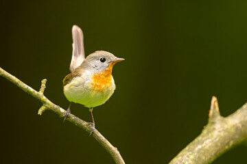 Muchołówka mała (Ficedula parva)  © Grzegorz