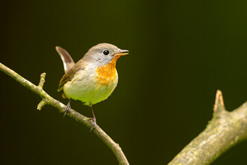 Muchołówka mała (Ficedula parva)  © Grzegorz