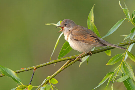 Cierni&oacute;wka (Curruca communis)