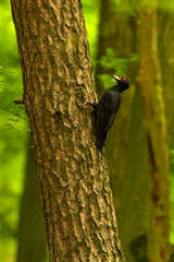 Dzięcioł czarny (Dryocopus martius) © Grzegorz