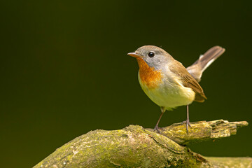 Muchołówka mała (Ficedula parva)  © Grzegorz