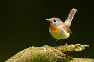 Muchołówka mała (Ficedula parva)  © Grzegorz