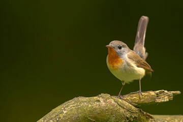Muchołówka mała (Ficedula parva)  © Grzegorz
