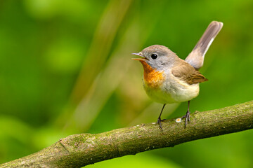 Muchołówka mała (Ficedula parva)  © Grzegorz