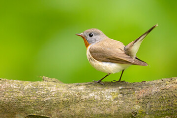 Muchołówka mała (Ficedula parva)  © Grzegorz