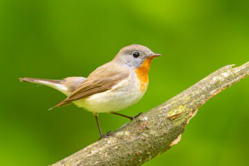 Muchołówka mała (Ficedula parva)  © Grzegorz