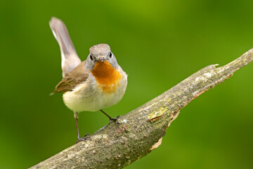 Muchołówka mała (Ficedula parva)  © Grzegorz
