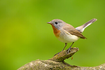 Muchołówka mała (Ficedula parva)  © Grzegorz