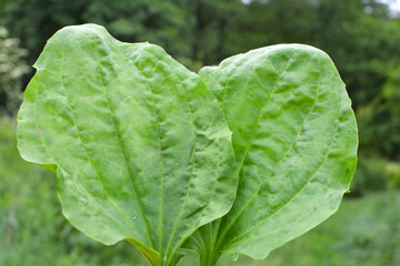 In nature, the plantain is large (Plantago major, Plantago borysthenica) is grows among grasses © orestligetka