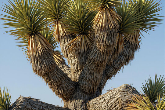 Close-up shot of Joshua tree trunk and spiky green leaves, blue sky softly blurred in background, natural daylight - Powered by Adobe