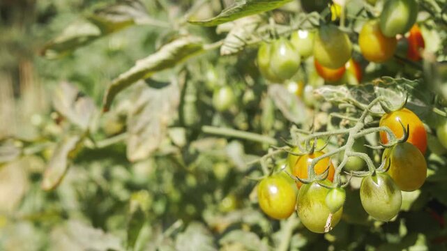 Close up with copy space of ripening red cherry tomatoes in sunny garden. Fresh organic vegetable growing outdoors with no people. Summer agriculture and healthy food with blurred background.