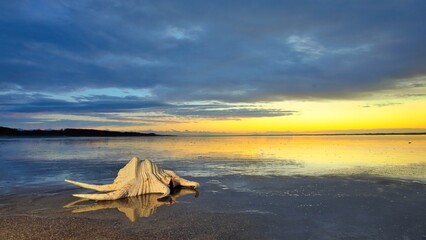 Sea Shell By The Sea Reflection Sands Overcast Sunset