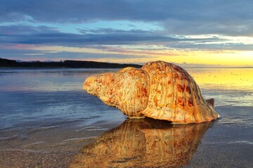 Pacific Trumpet Shell On The Sea Reflection Sands