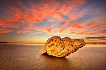 Pacific Trumpet Shell Beach Colorful Sunset