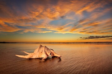 Sea Shell By The Sea Reflection Sands