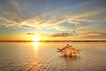 Spike Sea Shell By The Sea Reflection Sands