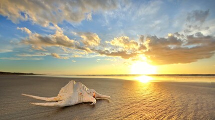 Sea Shell on Sandy Beach at Sunset