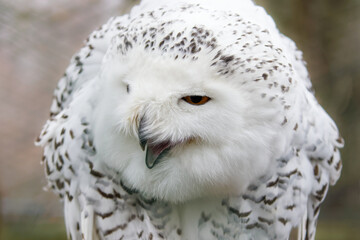 Portr&auml;t einer Schneeeule