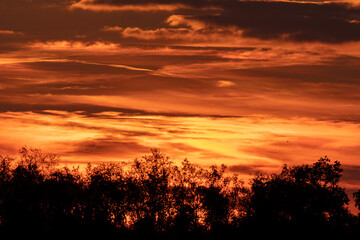 Obraz premium Evening Sunset Over Reed Beds- Warm Autumn Glow in the Marshland