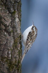 Eurasian Treecreeper (Certhia familiaris) Climbing on Tree Trunk in Winter &mdash; Common bird Species in the Czech Republic. Winter mood animal photo.
