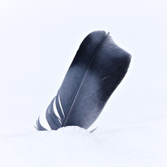 Bird Feather (Aves) Standing in Snow &mdash; Concept of Winter and Fragility in Nature