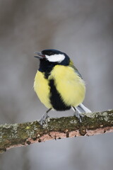 Parus major aka great tit is singing with open beak. Common bird in Czech republic. Isolated on blurred background.