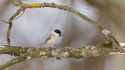 Marsh Tit (Poecile palustris) Perched on Lichen Covered Branch in Winter &mdash; Common bird of the Czech Republic	