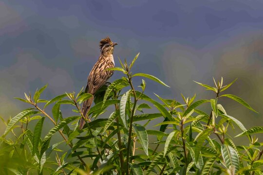 A tufted bird is perched on top of a bush.