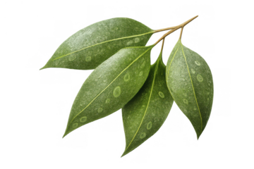 Green eucalyptus leaves creating a fresh botanical element. Transparent background for easy integration in designs