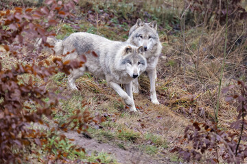 Fototapeta premium Zwei Wölfe im Tierpark Altenfelden in Österreich