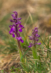 Orchis bouffon printanier sur les bords de l'Ain &agrave; Roman&egrave;che, Revermont, France