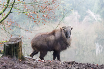 Himalaya-Tahr im Tierpark Altenfelden in &Ouml;sterreich