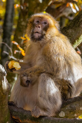 Barbary Macaques in Natural Habitat- Wild Monkeys at Affenberg Salem