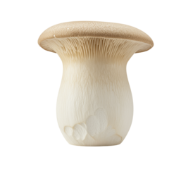 Fresh whole king oyster mushroom isolated with clean texture transparent background
