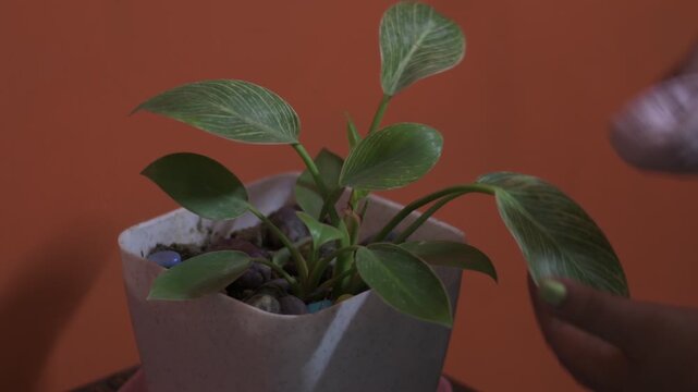 close up of hands wiping leaves of a philodendron birkin houseplant in a pot during indoor plant care with warm background