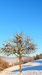 Obstbaum in winterlicher Landschaft, Nieder&ouml;sterreich