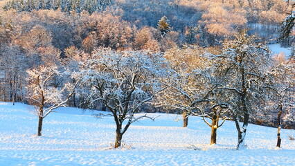 Streuobstwiese im Wienerwald, Winterlandschaft, Nieder&ouml;sterreich 