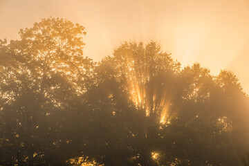 Sunrise in the forest in Sweden with light breaking through the trees and fog creating a soft atmosphere