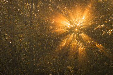 Sunrise light shining through trees in a forest in Sweden during early morning hours