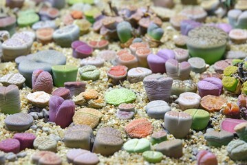 In selective focus of Lithops plant growing in a sand tray