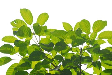 A tropical tree with leaves branches on white isolated background for green foliage backdrop 