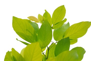 A tropical tree with leaves branches on white isolated background for green foliage backdrop 